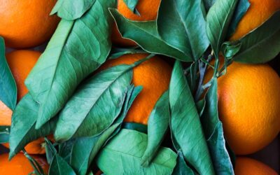 Fresh oranges with vibrant green leaves, symbolizing natural growth and vitality in the context of LLM visibility optimization and AI search strategies.