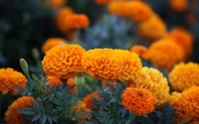 Vibrant marigold flowers in orange hues, symbolizing growth and visibility in AI-driven search environments.