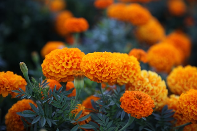 Vibrant marigold flowers in varying shades of orange and yellow, symbolizing growth and vitality, relevant to discussions on AI search visibility and LLM optimization.