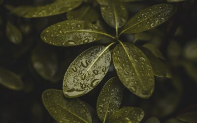 Close-up of green leaves with water droplets, symbolizing growth and sustainability in AI-driven business strategies.