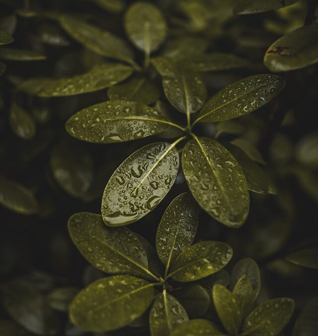 Close-up of green leaves with water droplets, symbolizing freshness and growth, relevant to AI visibility optimization themes.