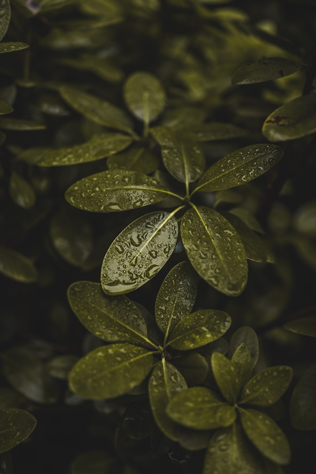 Close-up of lush green leaves with raindrops, emphasizing natural beauty and freshness, relevant to LLM visibility optimization themes.