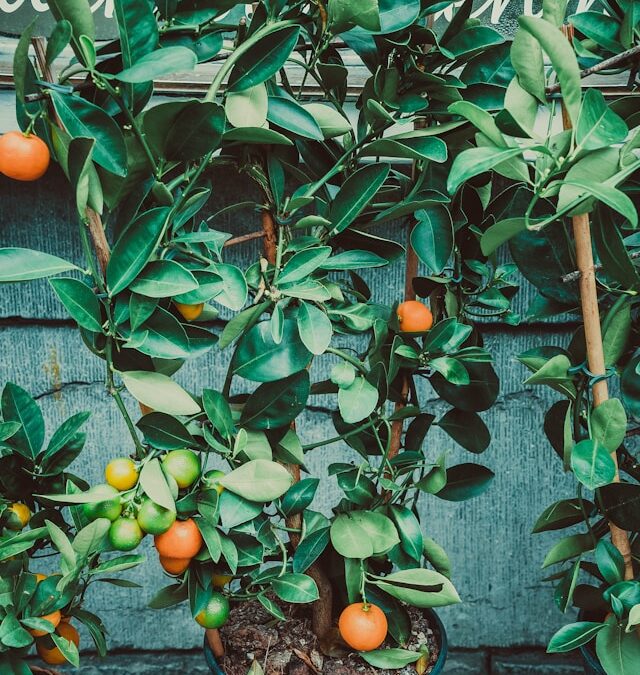 Lush green citrus tree with ripe oranges and unripe fruits, symbolizing growth and optimization in AI search visibility for B2B companies.