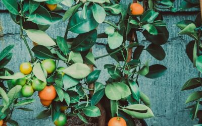 Lush green citrus plants with ripe oranges and unripe green fruits, symbolizing growth and visibility in business strategies.